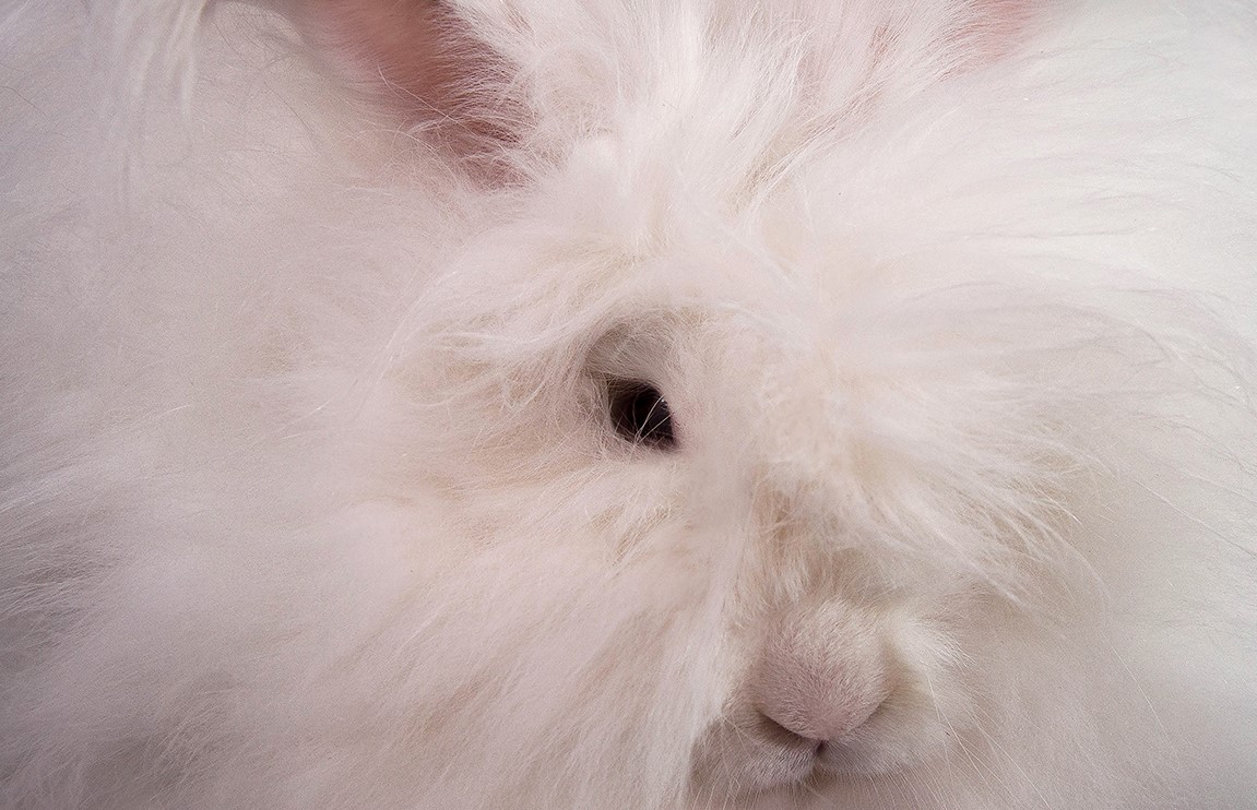 Tête de lapin Angora