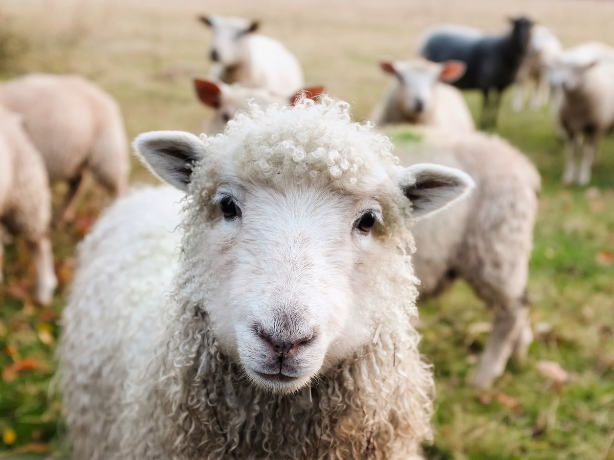 Regroupement de moutons dans une prairie