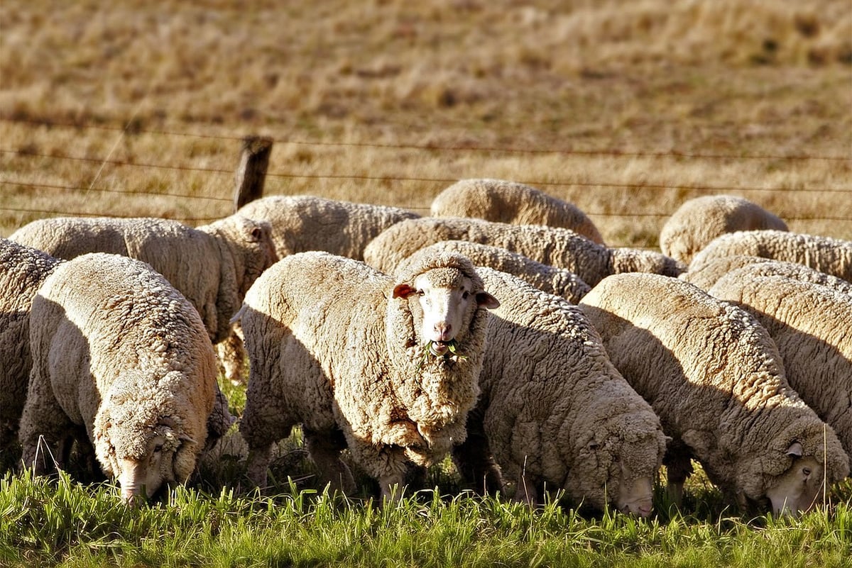 Troupeau de moutons mérinos qui broute dans une prairie