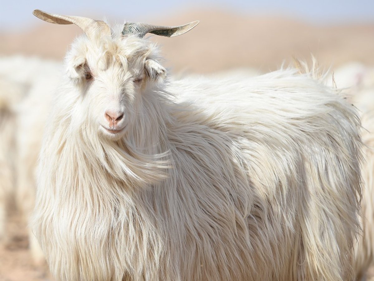 Chèvres cachemire dans une plaine en Inde