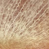 Variant thumbnail