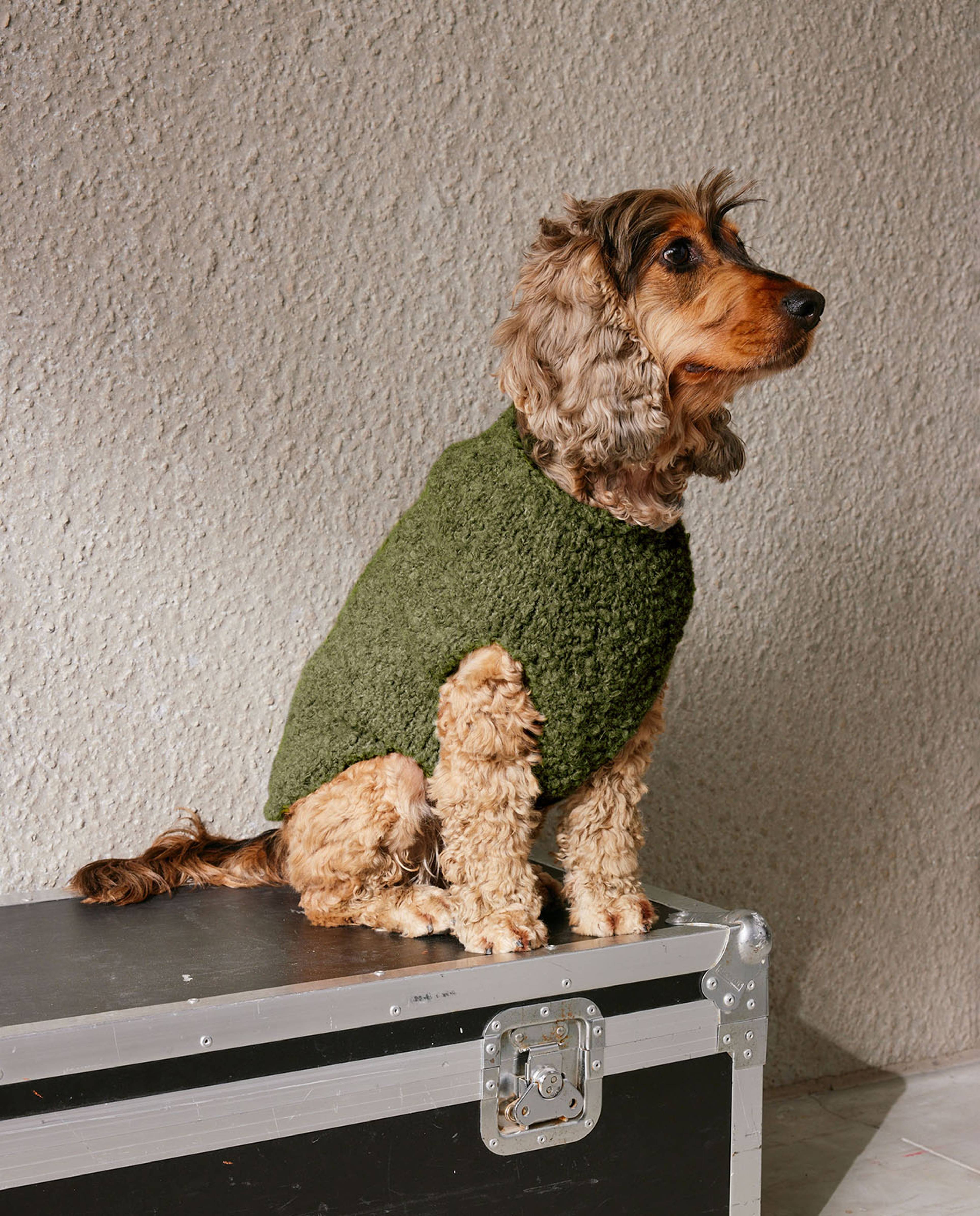 Modèle Pull Chien Bitsy