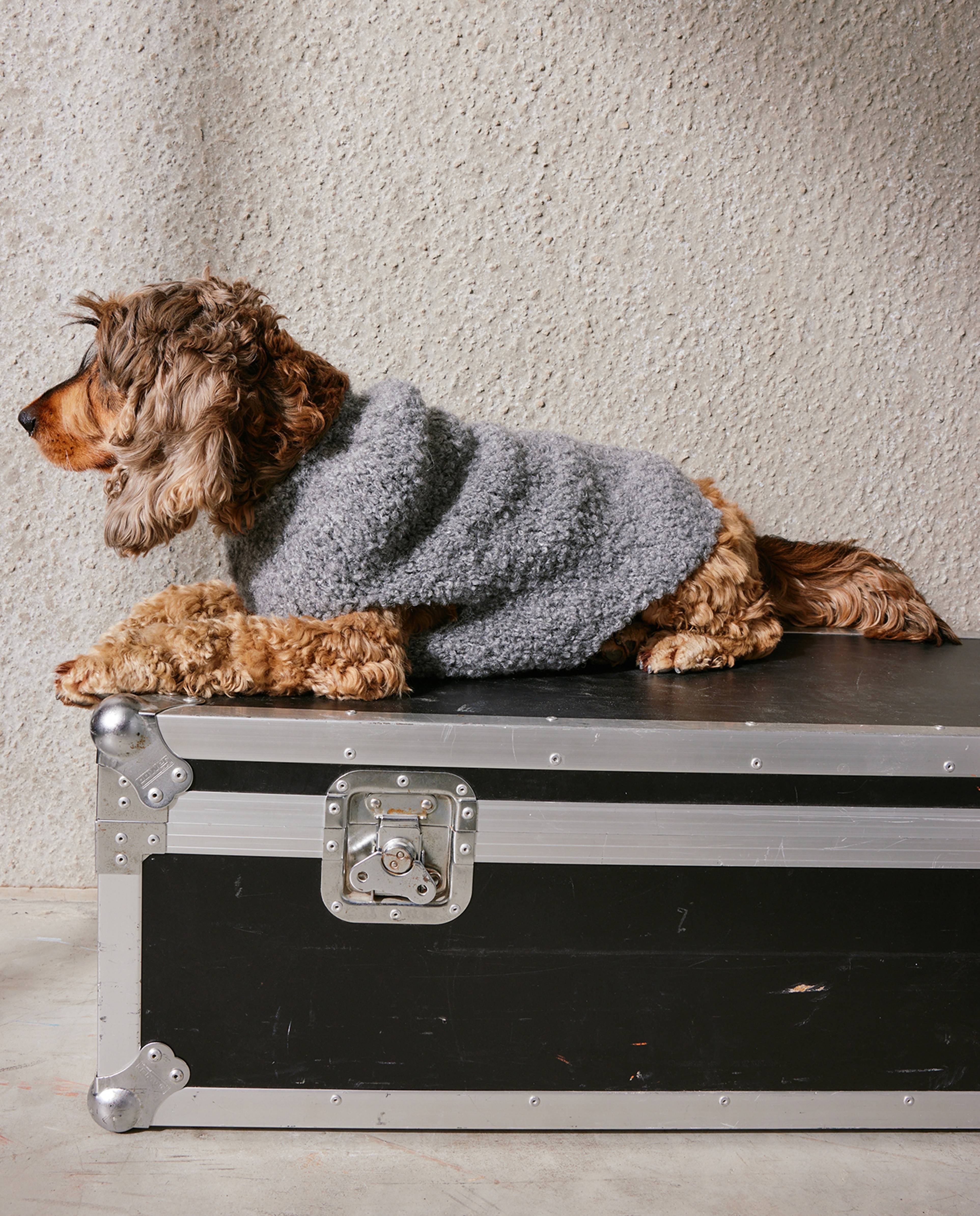 Modèle Pull Chien Bitsy