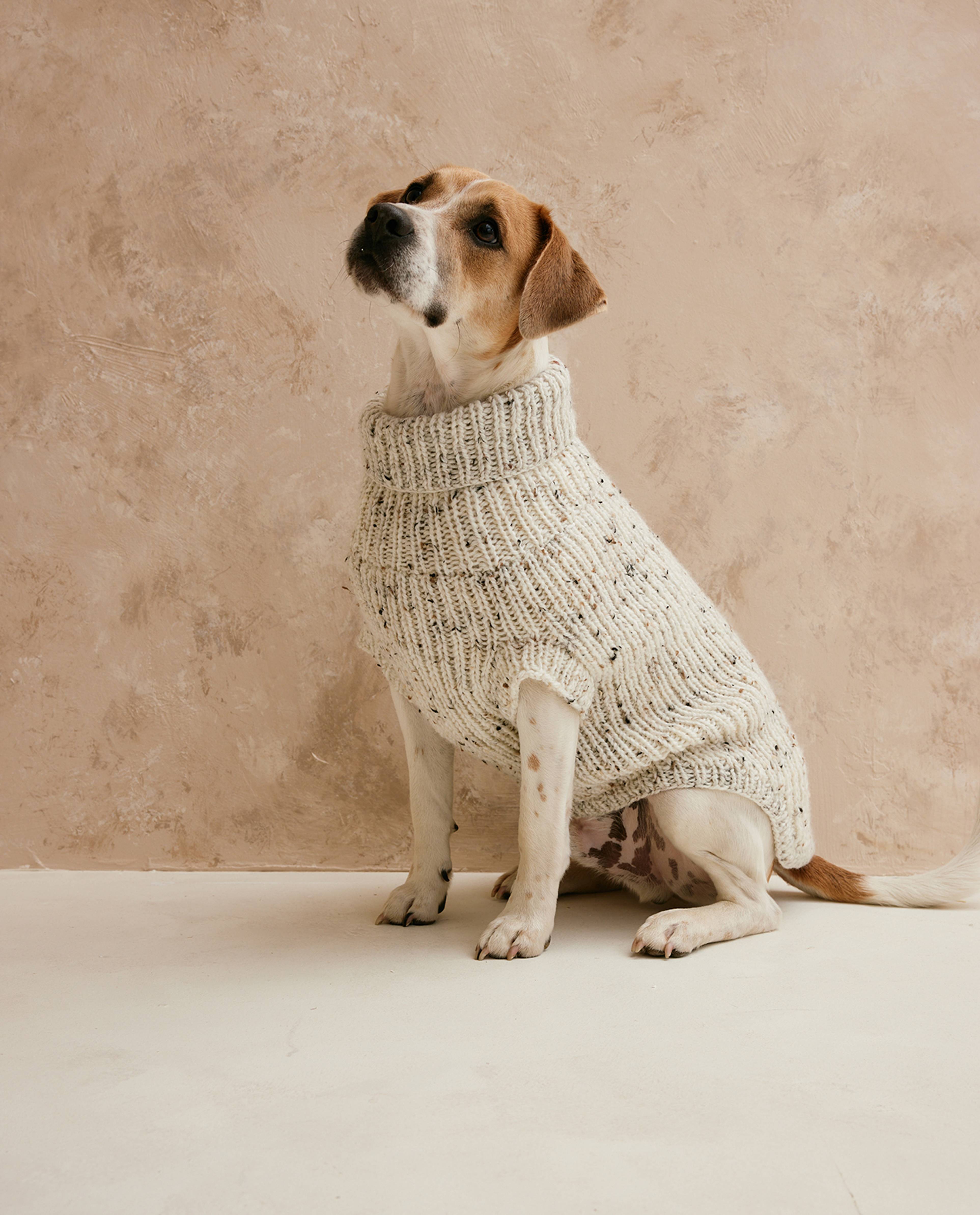Modèle Pull Chien Tamtam
