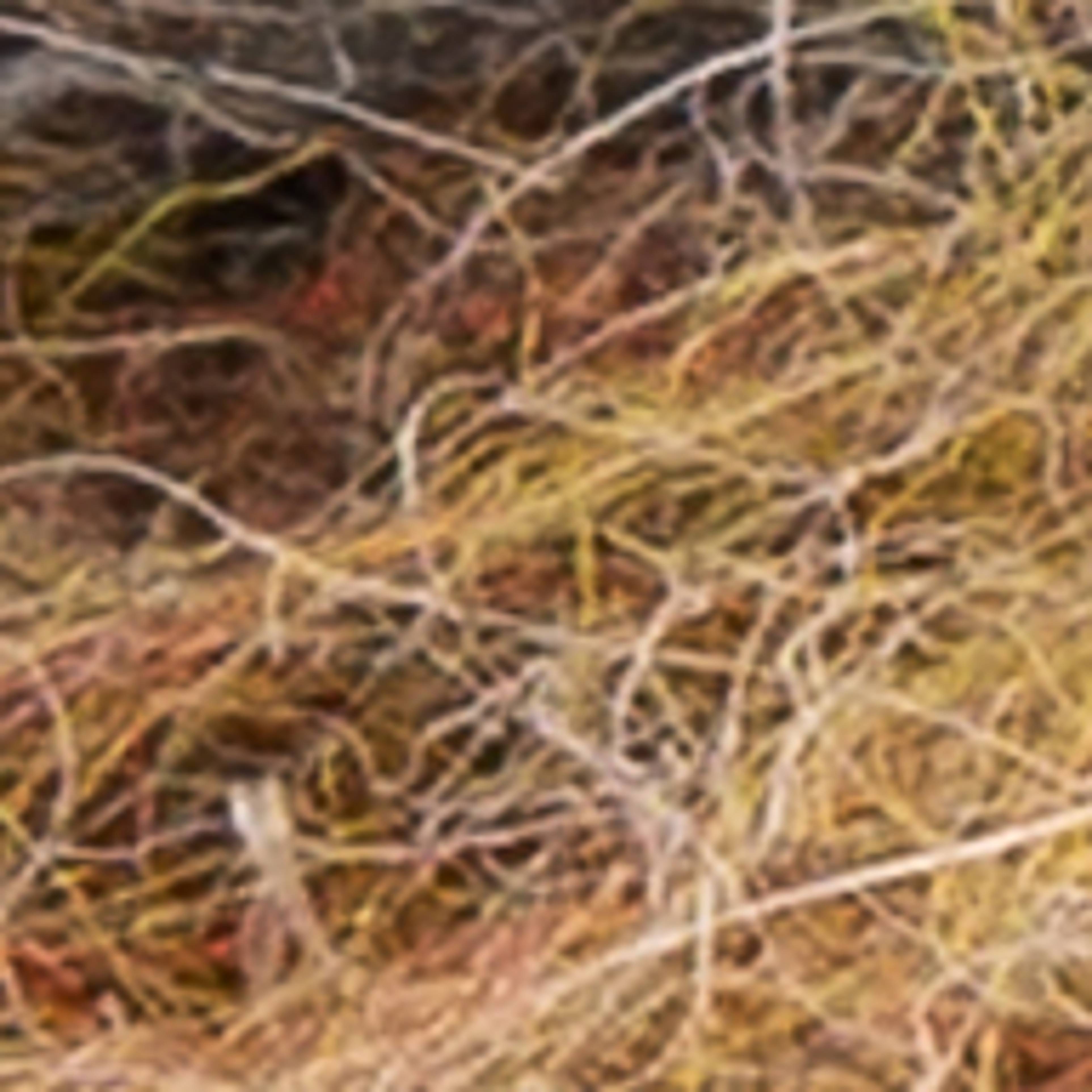 Variant thumbnail
