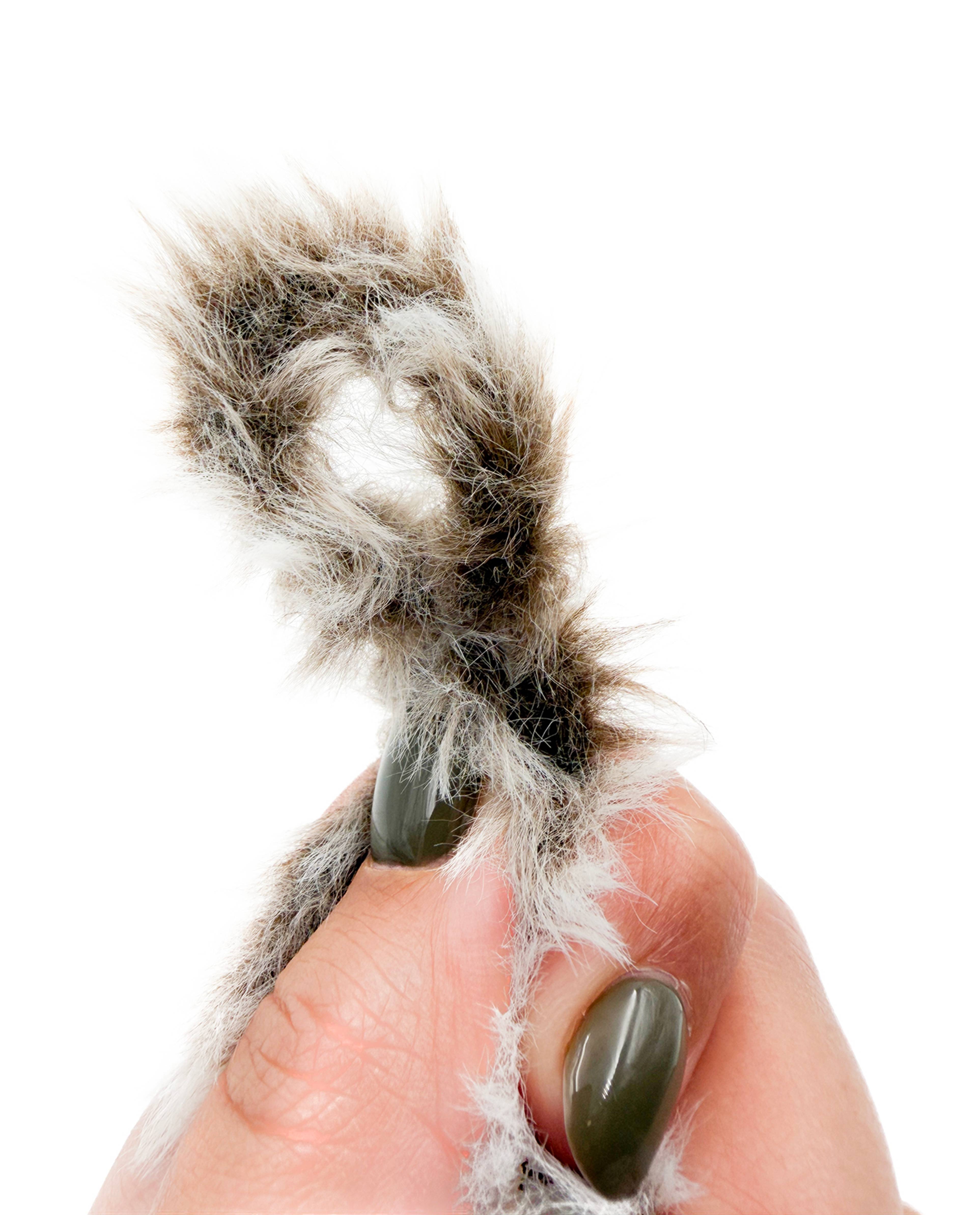 Pingo Furry Cool