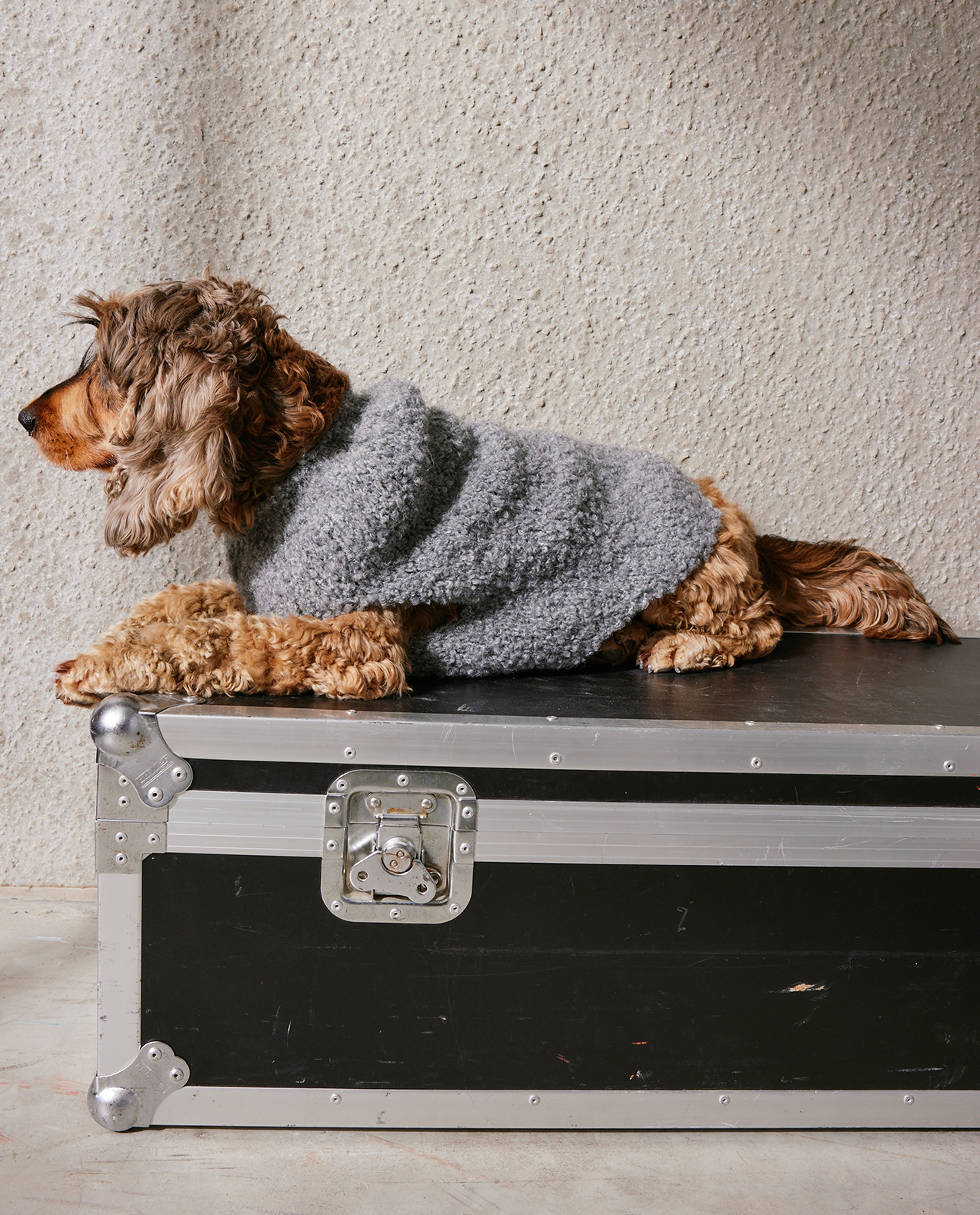 Modèle Pull Chien Bitsy