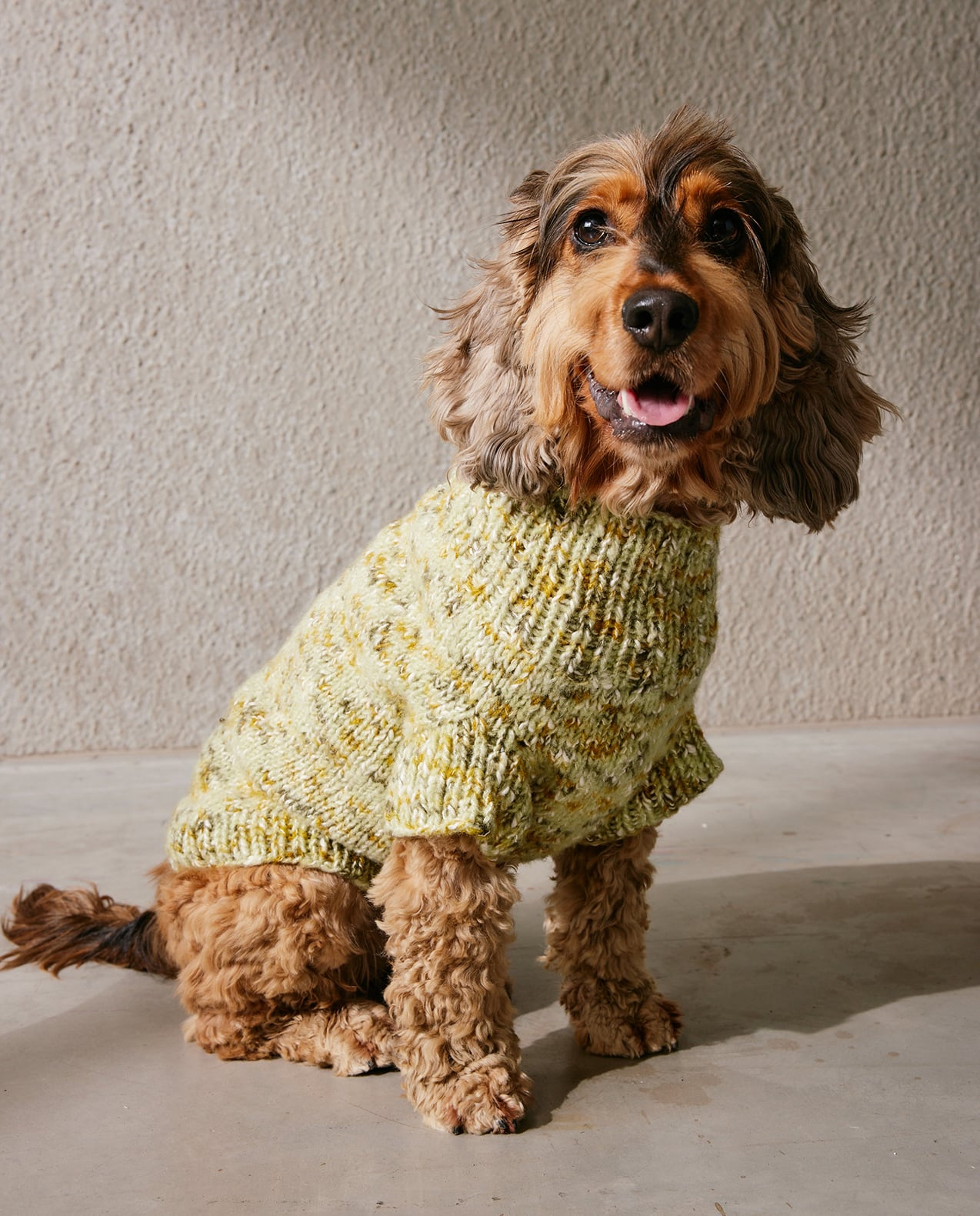 Modèle Pull Chien Bindhi
