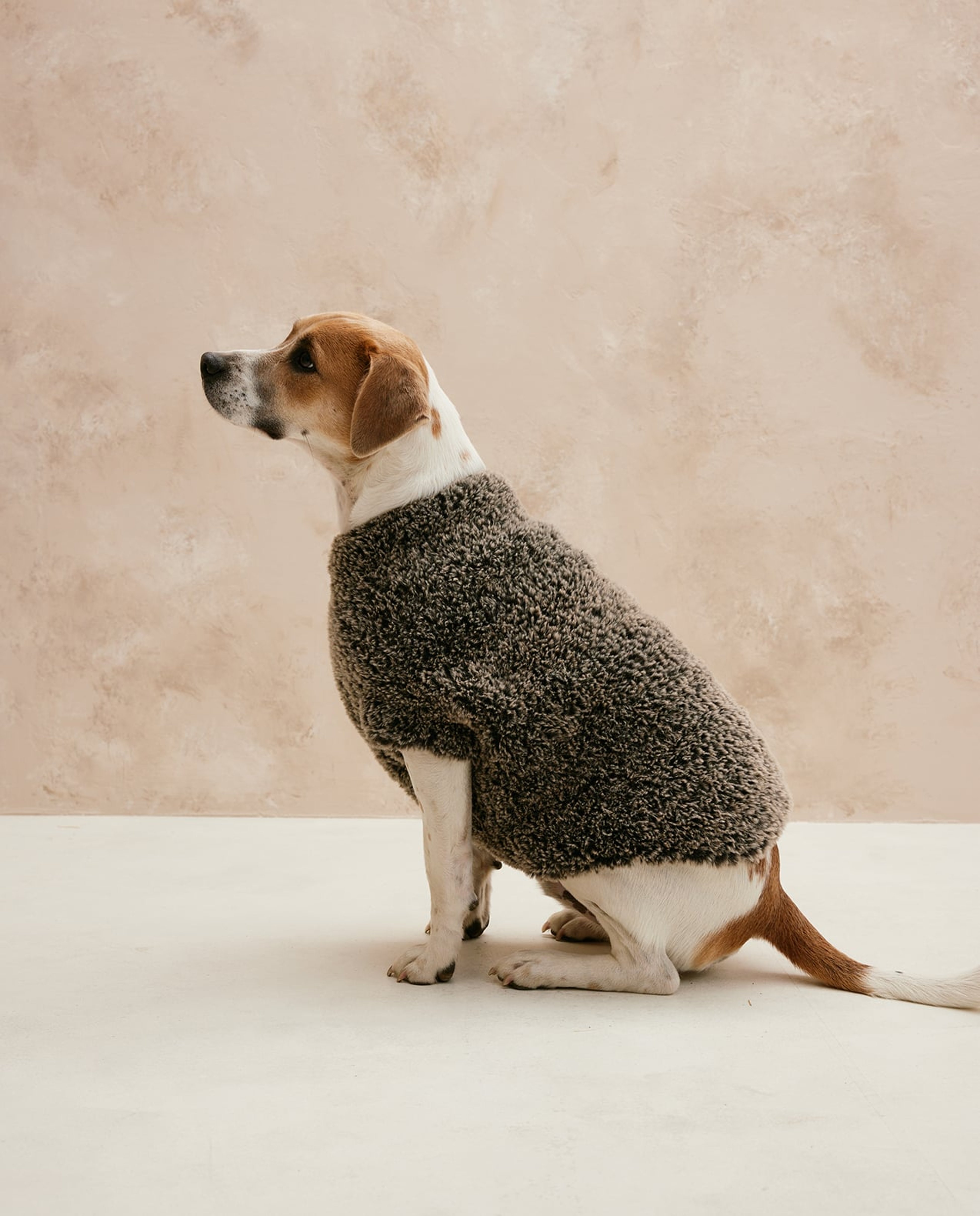 Kit Tricot Pull Chien Toutou