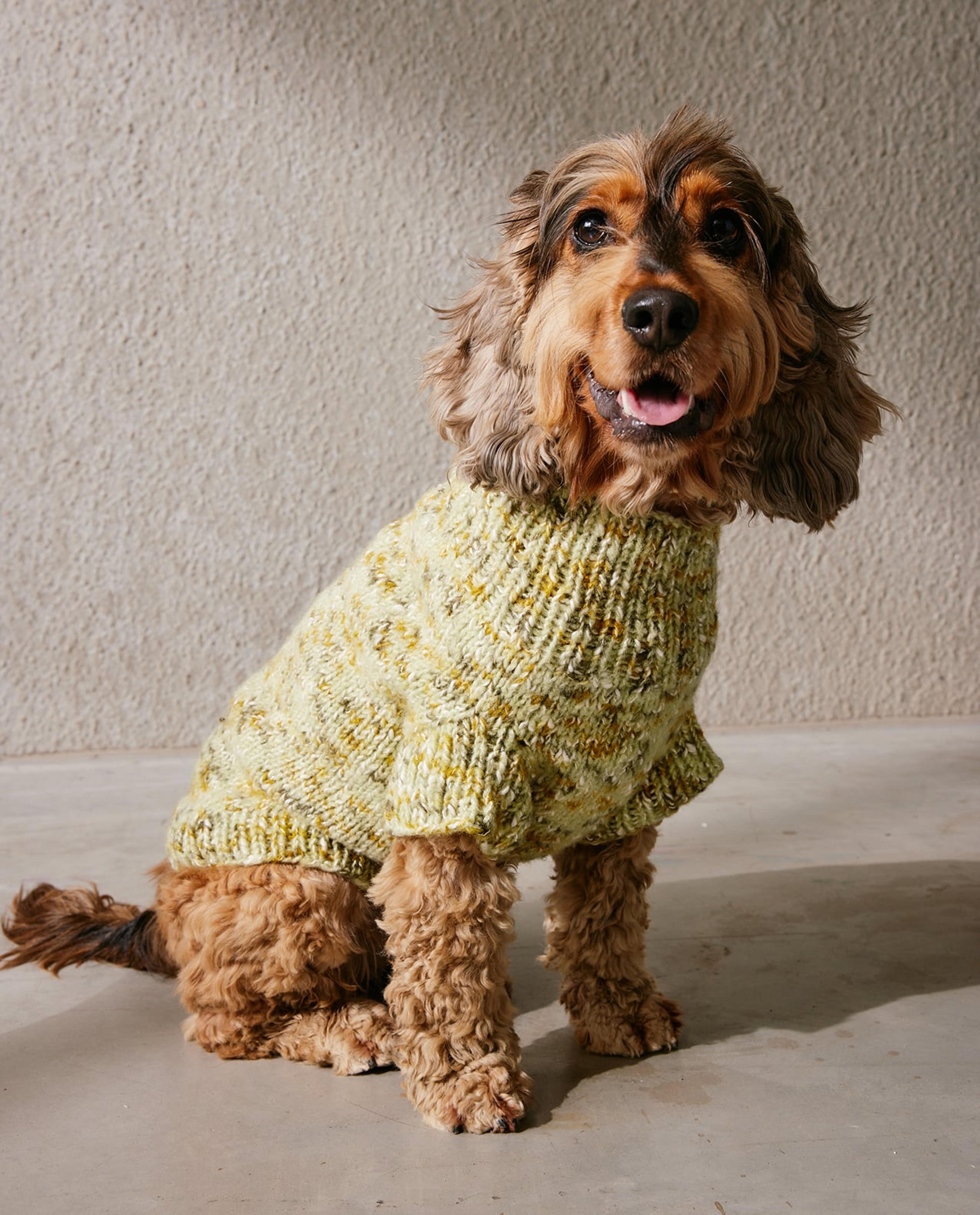 Bindhi Honden Trui Model