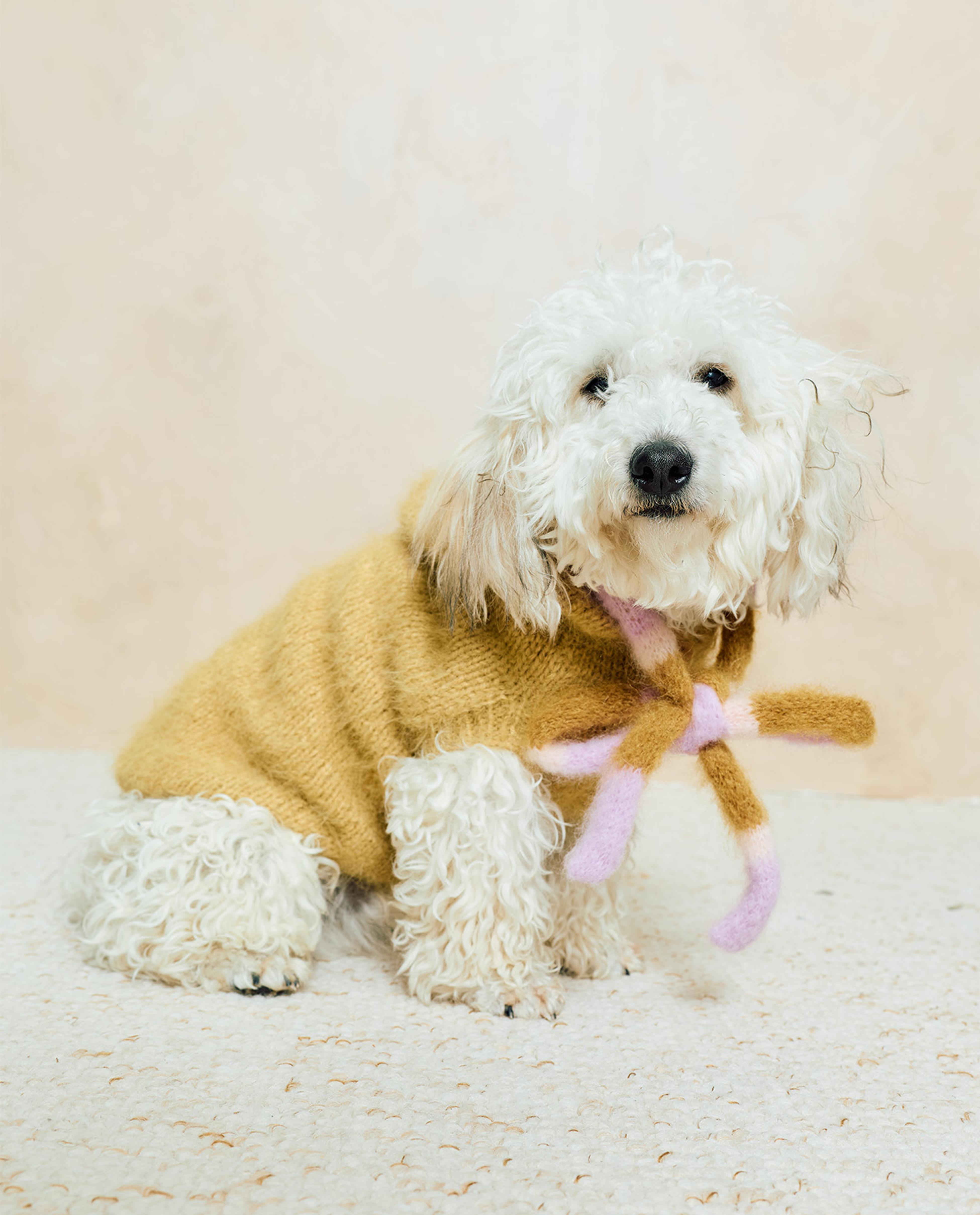 Modèle Manteau Pour Chien Billie