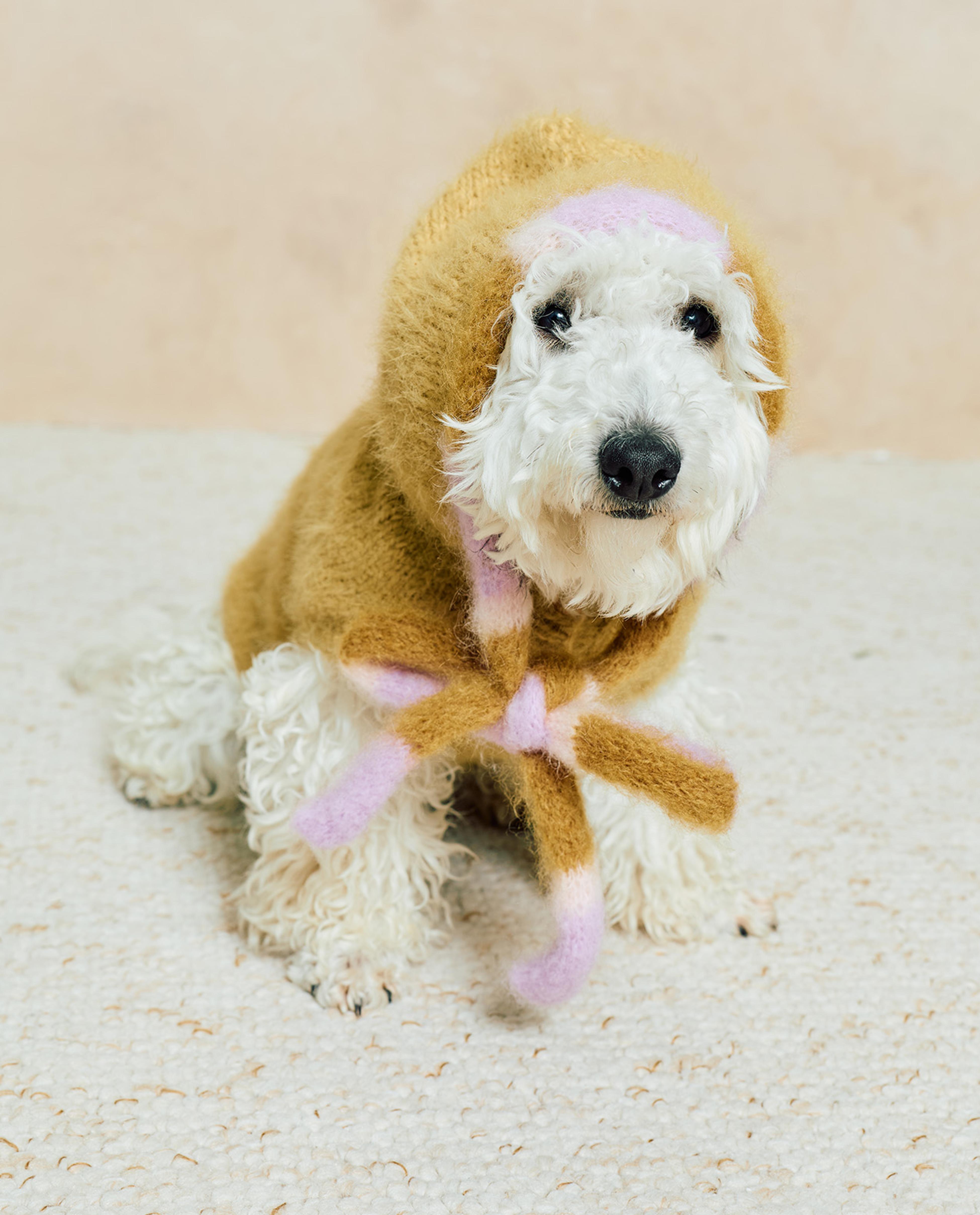 Modèle Manteau Pour Chien Billie